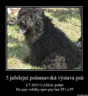 Alikův pohár 2013
