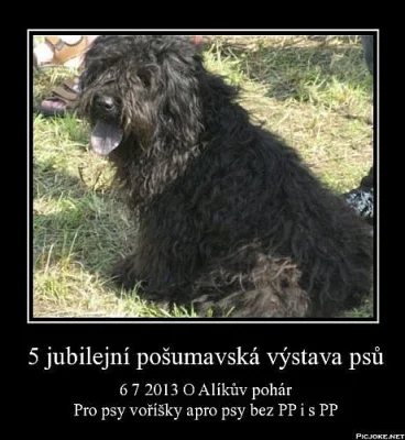 Alikův pohár 2013
