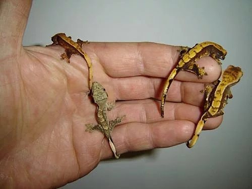 Rhacodactylus ciliatus