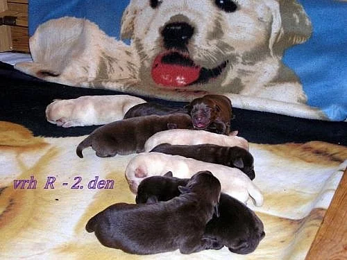 Labradorský retrívr