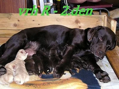 Labradorský retrívr