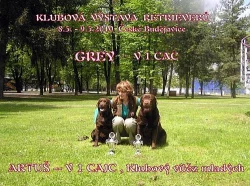 Labradorský retrívr
