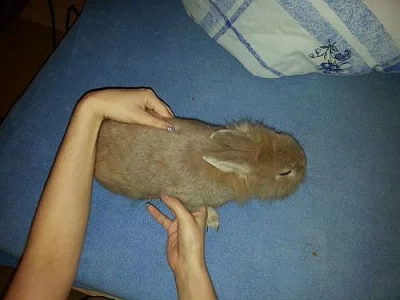 Věnuji 2 zakrslé králíky 