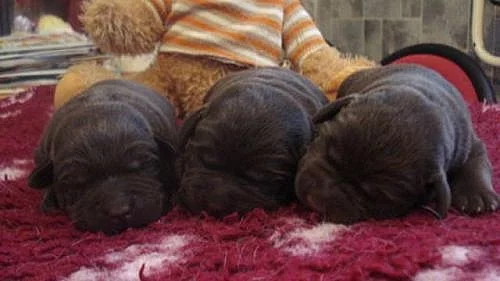 Labradorský retriever - čokoládová štěňátka s PP