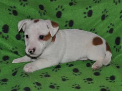 Jack russel terier