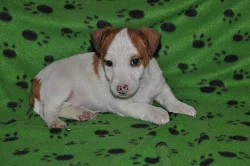 Jack russel terier