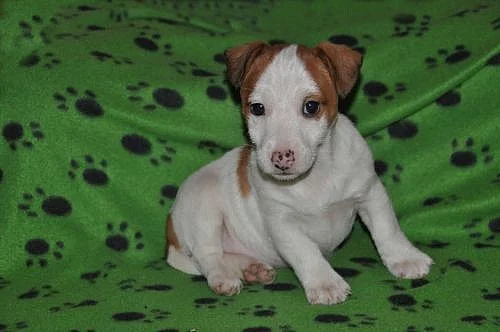 Jack russel terier