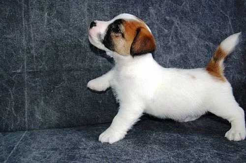 Jack Russell terrier