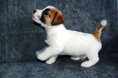 Jack Russell terrier
