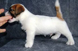 Jack Russell terrier