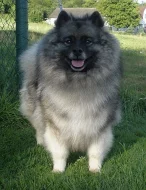 Německý špic vlčí / keeshond krásná štěňata s PP