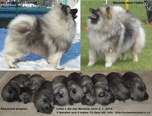 Německý špic vlčí / keeshond krásná štěňata s PP