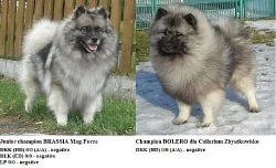 Německý špic vlčí / keeshond krásná štěňata s PP