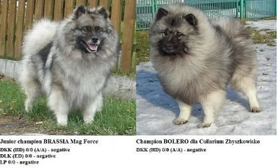 Německý špic vlčí / keeshond krásná štěňata s PP 