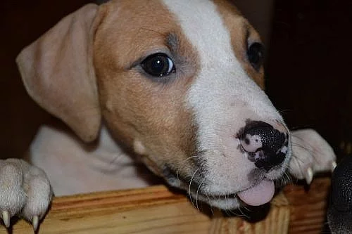 Americký pitbullteriér s PP