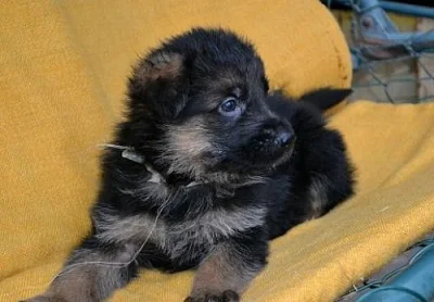 Německý ovčák - štěňata s PP