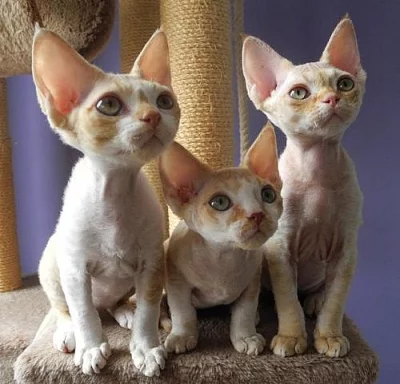 Devon rex - koťata