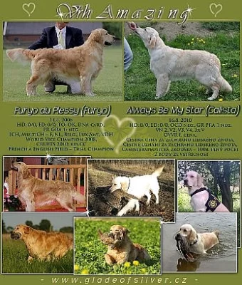 CHS Zlatých retrieverů přijímá rezervace na štěňát