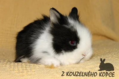 Zakrslý teddy králíček s VP - celá ČR