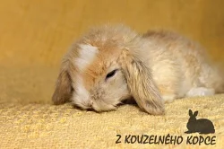 Zakrslí teddy beránci s rodokmenem - celá ČR