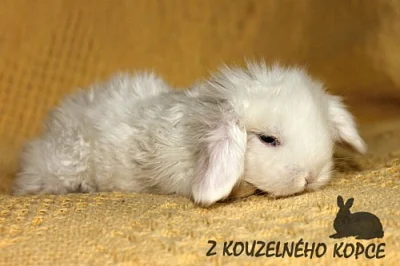 Zakrslí teddy beránci s rodokmenem - celá ČR