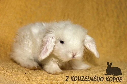 Zakrslí teddy beránci s rodokmenem - celá ČR