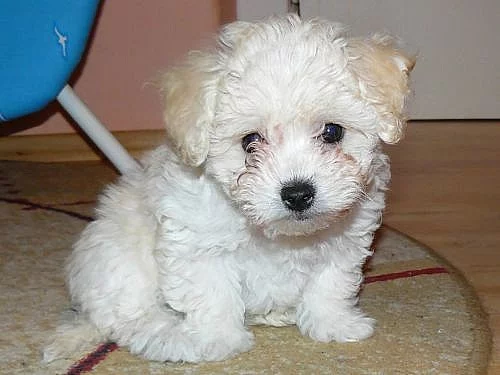 Ruská barevná bolonka; Boloňský psík