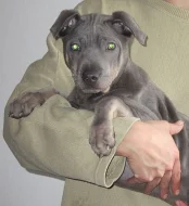 Thailand Ridgeback