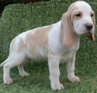 Beagle- štěňátka s PP