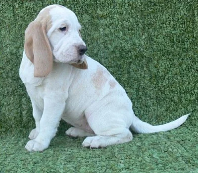 Beagle- štěňátka s PP