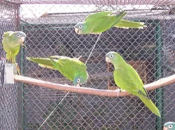 aratingy, ary