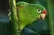 aratingy, ary