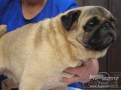 Mops - nabízím na krytí 2 výborné chovné psy