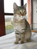 Daruji koťátka