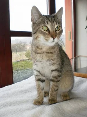 Daruji koťátka