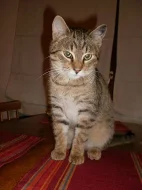 Daruji koťátka