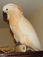 KAKADU MOLUCKÝ