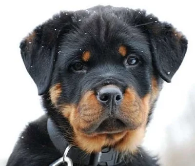 Rottweiler - štěňata