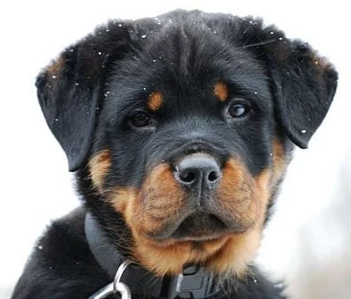 Rottweiler - štěňata