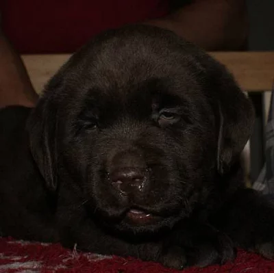 Labrador Retriever, čokoládová štěňata s PP