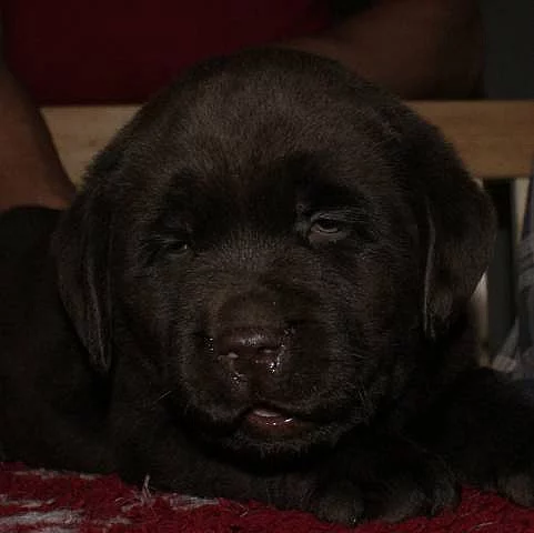 Labrador Retriever, čokoládová štěňata s PP
