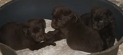 Labrador Retriever, čokoládová štěňata s PP