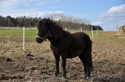 Prodám krásnou a hodnou poničku shetlandského pony