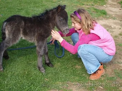 Prodám krásnou a hodnou poničku shetlandského pony