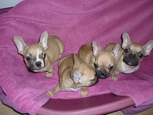 Francouzský buldoček štěnata