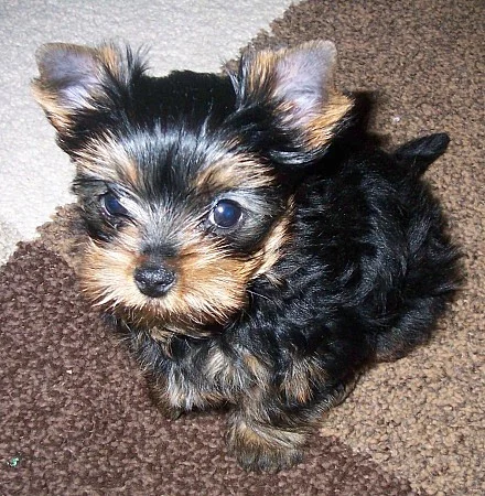 Yorkshire terrier s PP