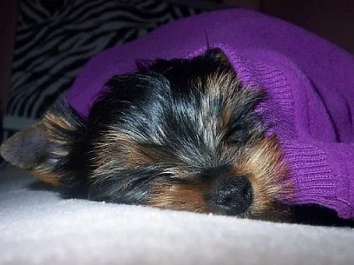 Yorkshire terrier s PP 