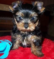 Yorkshire terrier s PP