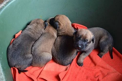 Belgický ovčák malinois