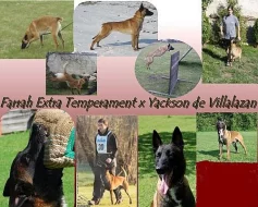 Belgický ovčák malinois